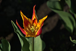Bernhard Saalfeld - Tulpenpracht (5v9)